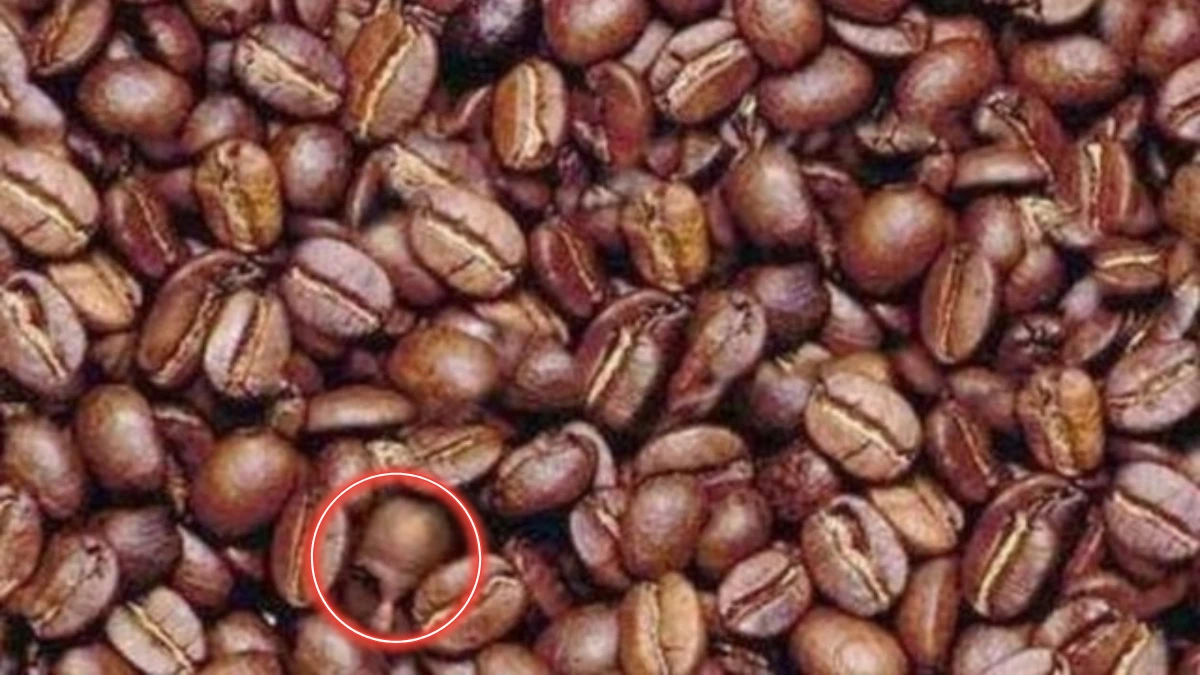 Optical Illusion Eye Test: Can You Spot The Hidden Man In The Coffee Beans in 12 Seconds?