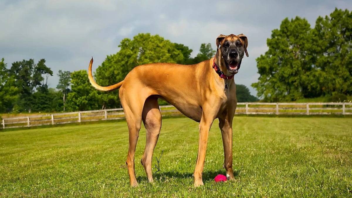 Top 10 Most Dangerous Dogs in the World
