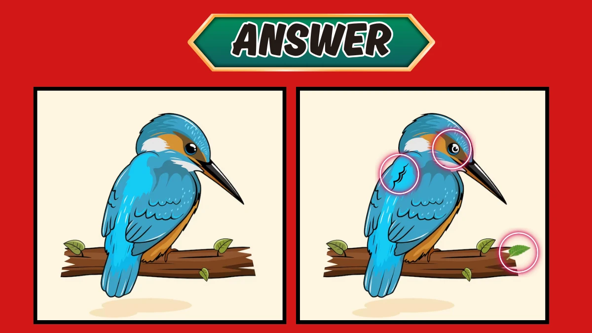 Optical Illusion 8 Seconds Challenge: Only 4K Vision Can Spot the 3 Differences in this Kingfisher Bird Image