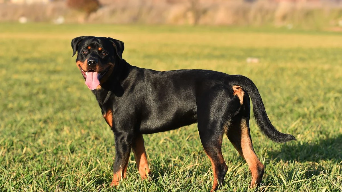 Top 10 Most Dangerous Dogs in the World