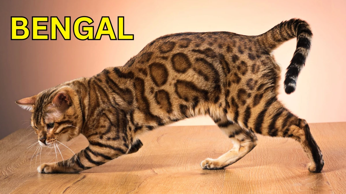 Premium Cats: Top 10 Most Expensive Cat Breeds in the World