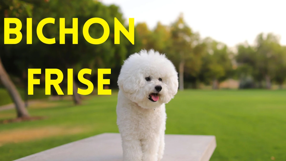 Top 10 Small Dog Breeds to Know About