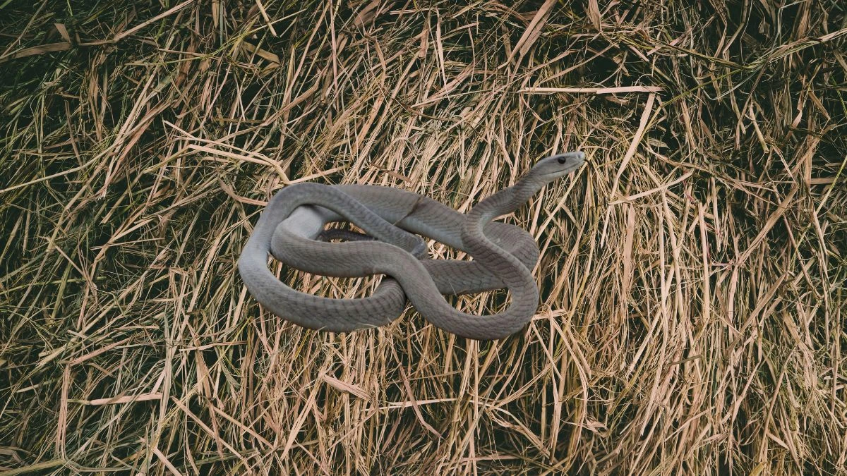 Fast, Venomous, Fatal Meet the World's Deadliest Snakes