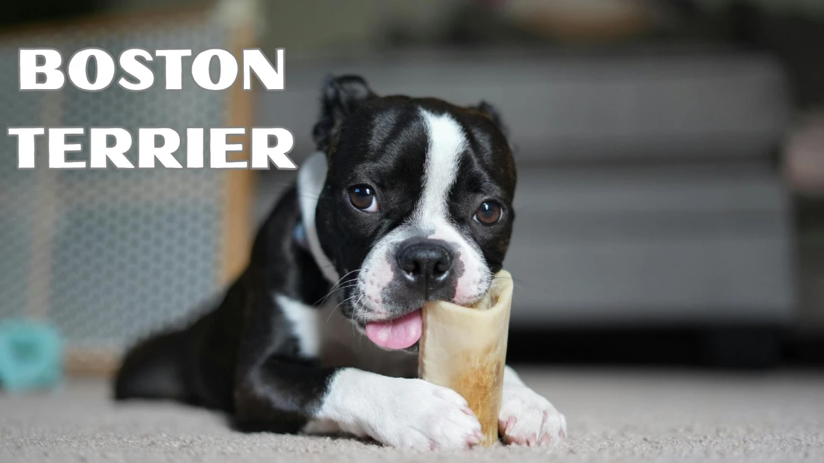 Top 10 Small Dog Breeds to Know About