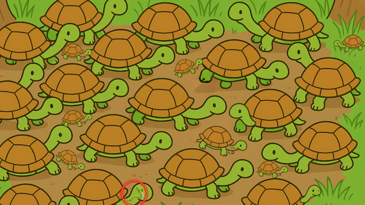 Brain Teaser 5 Secs Challenge: Can you find the Hidden Snake among Turtle