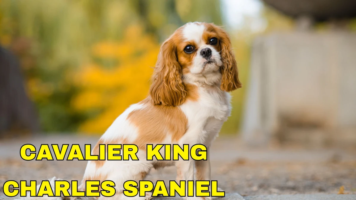 Top 10 Small Dog Breeds to Know About