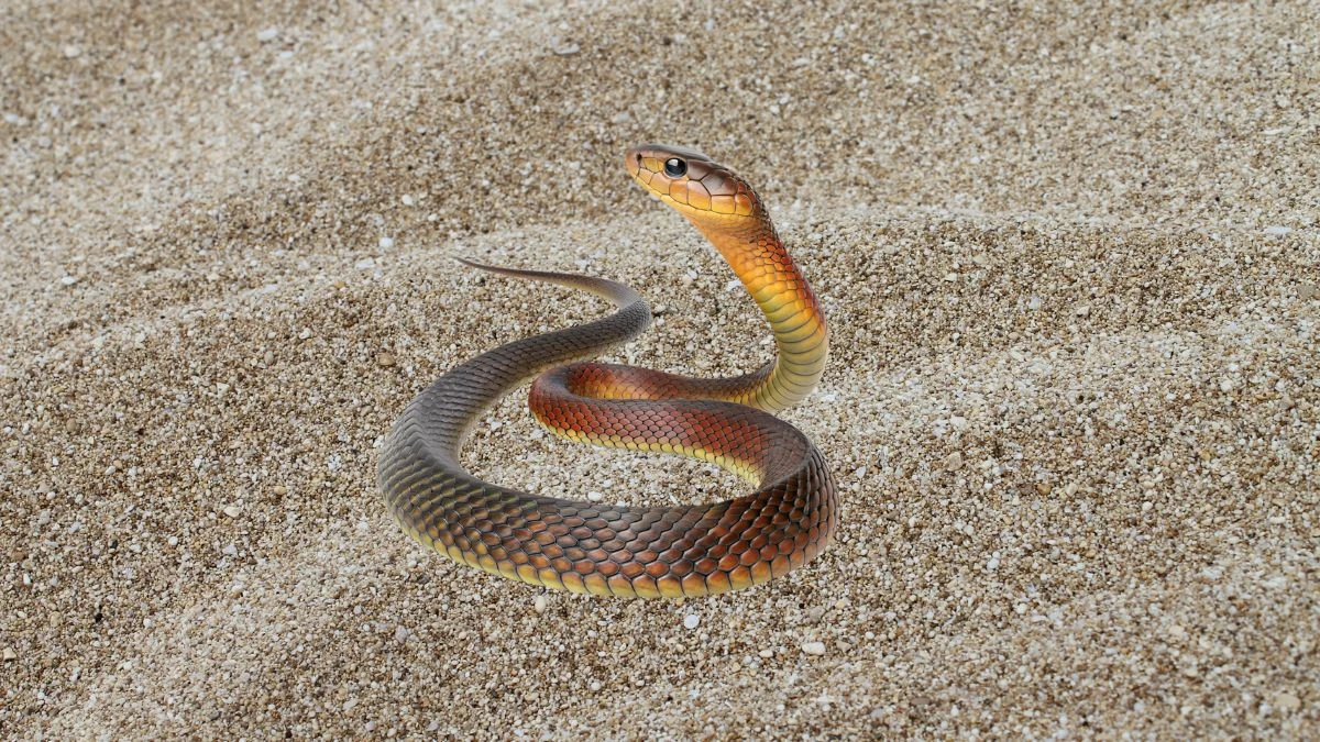Fast, Venomous, Fatal Meet the World's Deadliest Snakes