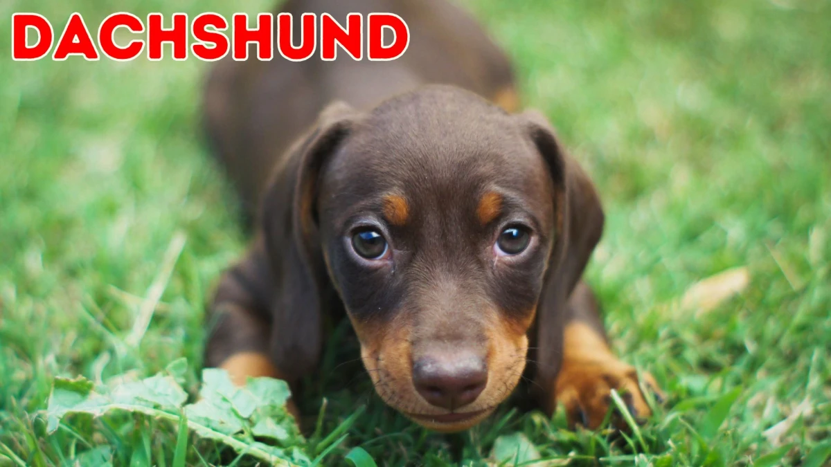 Top 10 Small Dog Breeds to Know About
