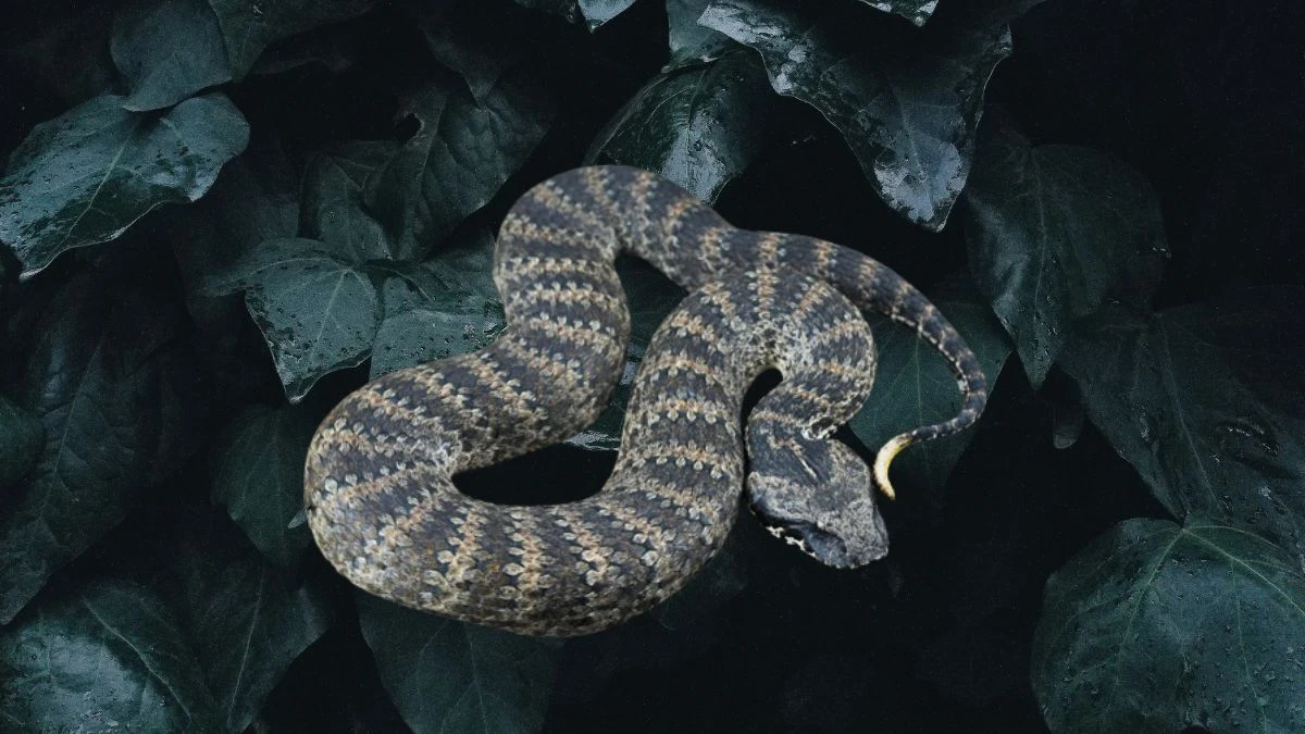 Fast, Venomous, Fatal Meet the World's Deadliest Snakes