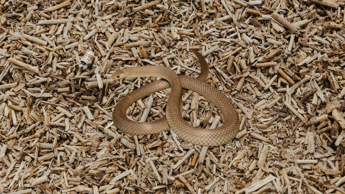 Fast, Venomous, Fatal Meet the World's Deadliest Snakes