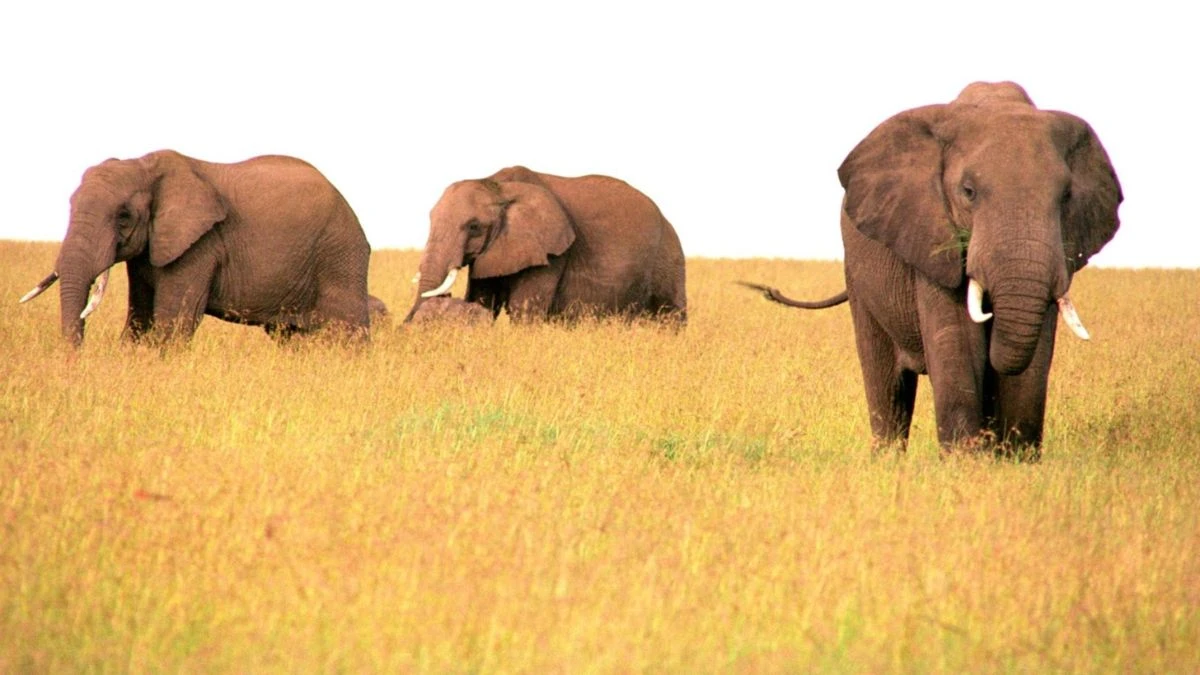 Top 5 Killer Creatures: The Deadliest Animals in the World