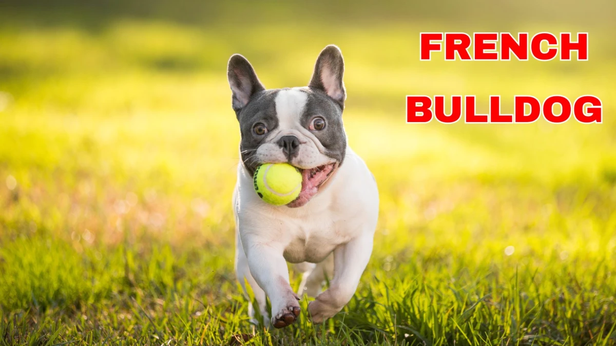 Top 10 Small Dog Breeds to Know About