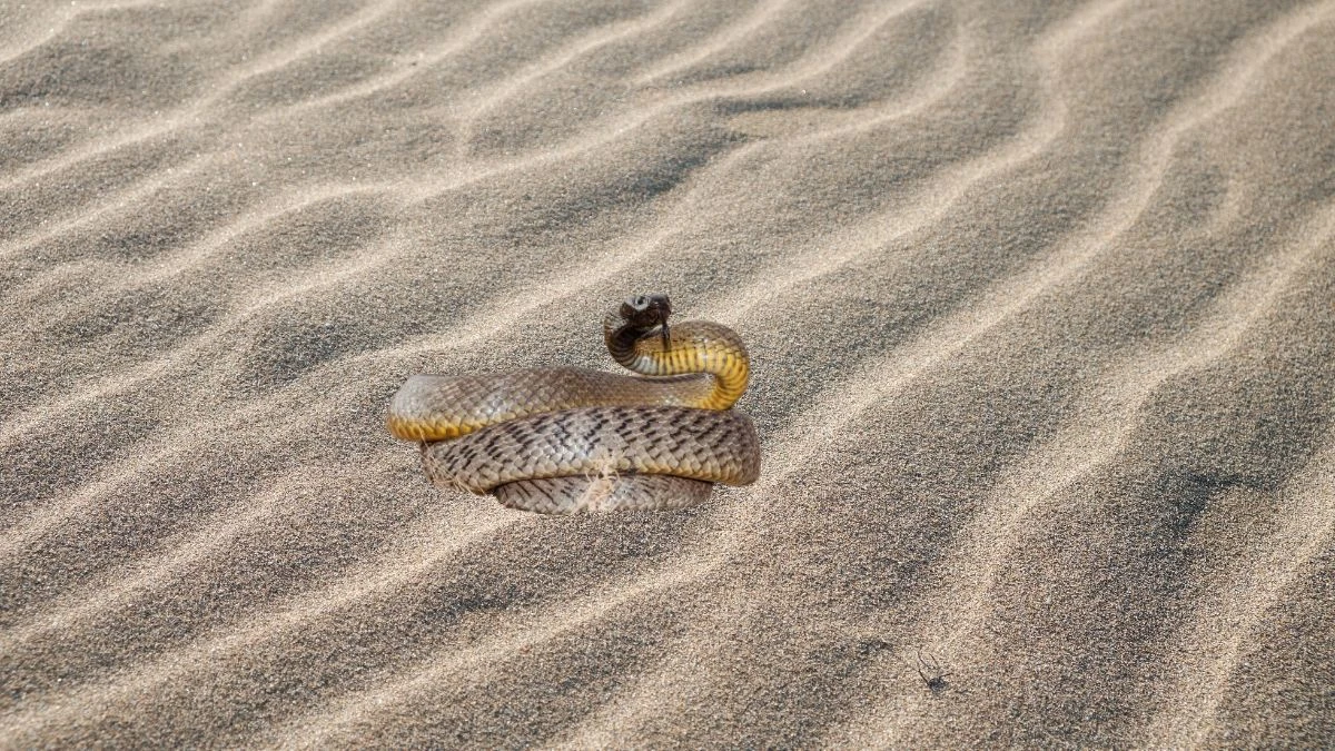 Fast, Venomous, Fatal Meet the World's Deadliest Snakes