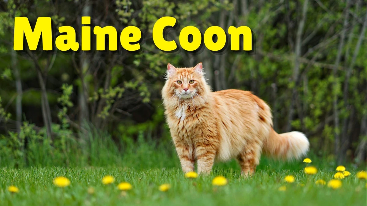 Premium Cats: Top 10 Most Expensive Cat Breeds in the World
