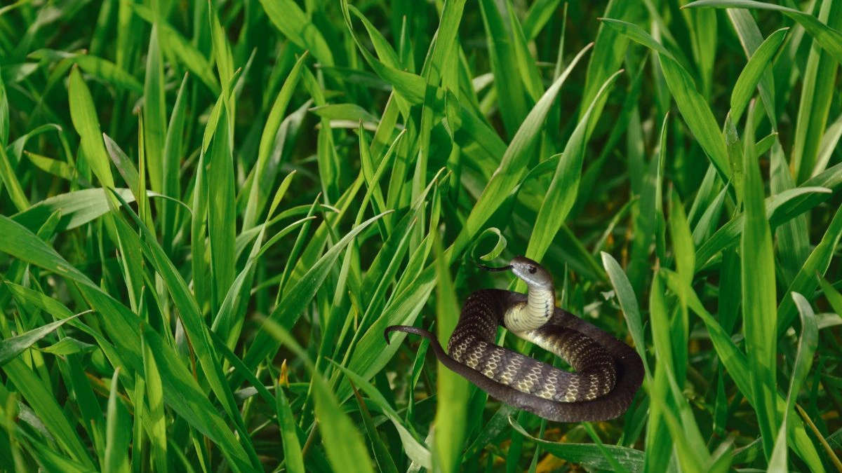 Fast, Venomous, Fatal Meet the World's Deadliest Snakes