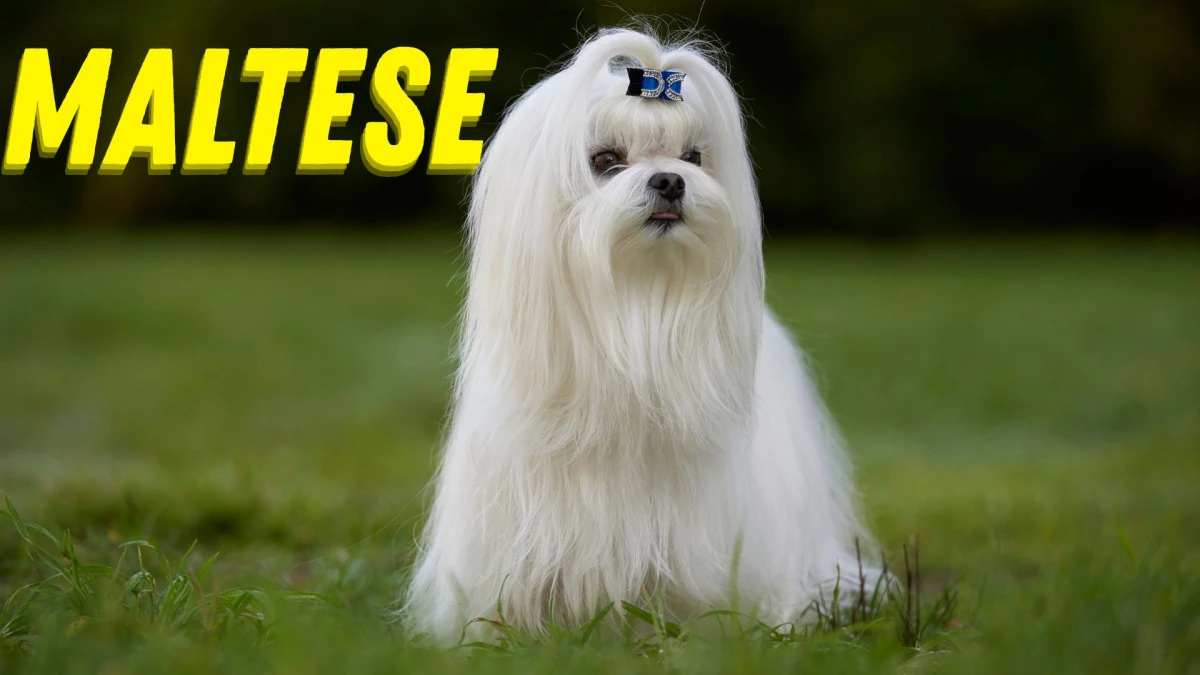 Top 10 Small Dog Breeds to Know About