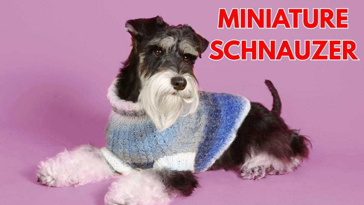Top 10 Small Dog Breeds to Know About