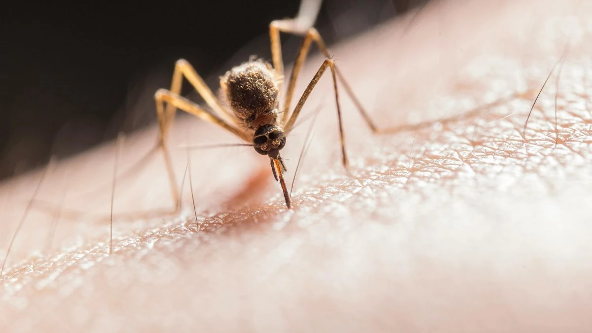 Top 5 Killer Creatures: The Deadliest Animals in the World