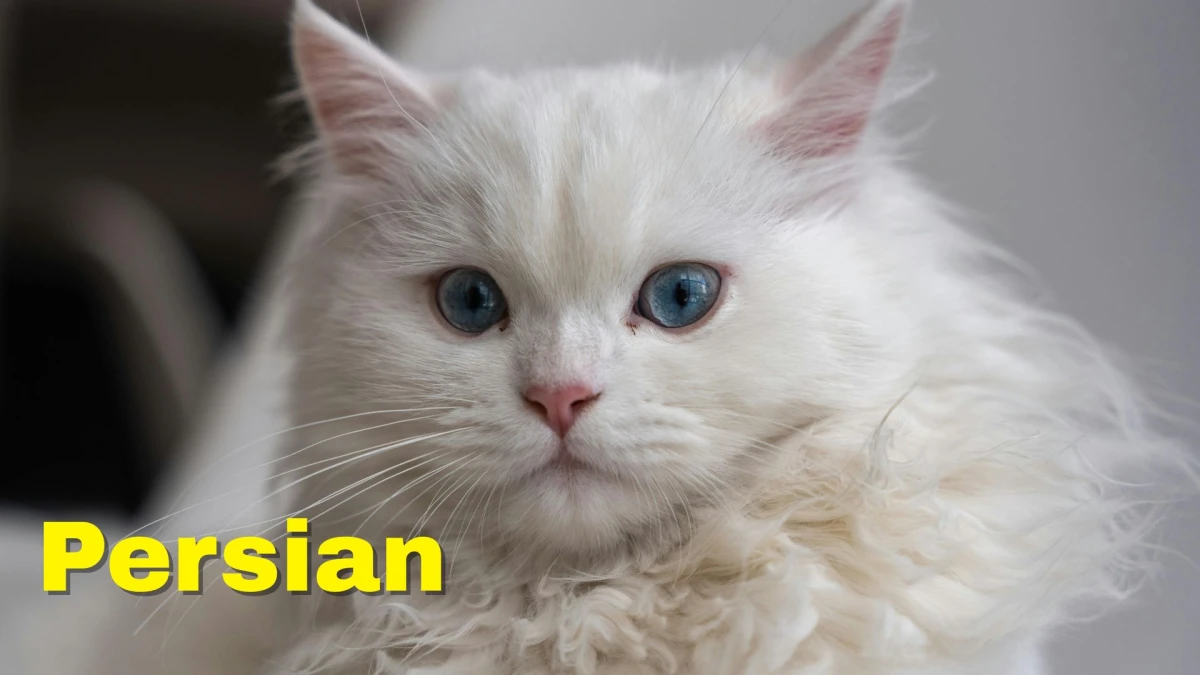 Premium Cats: Top 10 Most Expensive Cat Breeds in the World