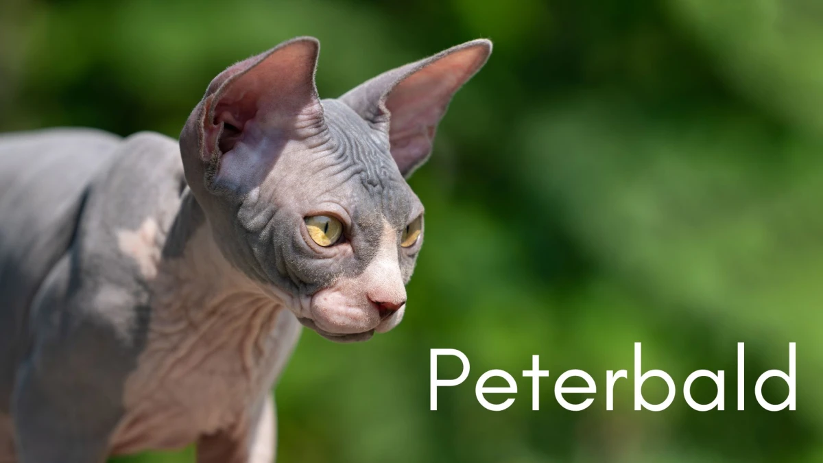 Premium Cats: Top 10 Most Expensive Cat Breeds in the World