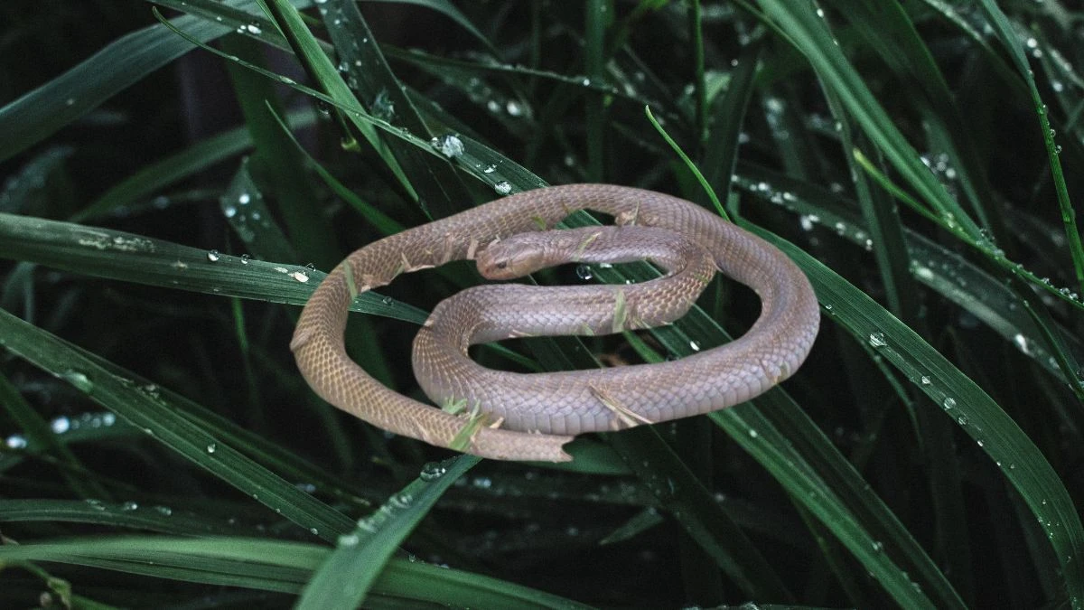 Fast, Venomous, Fatal Meet the World's Deadliest Snakes