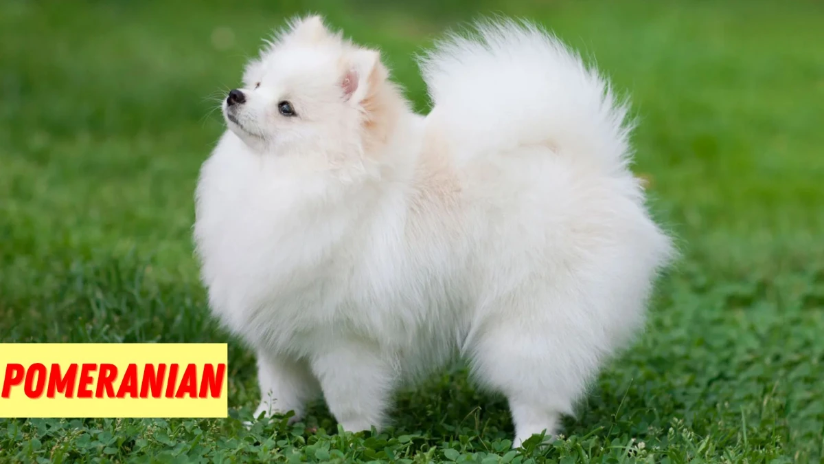 Top 10 Small Dog Breeds to Know About