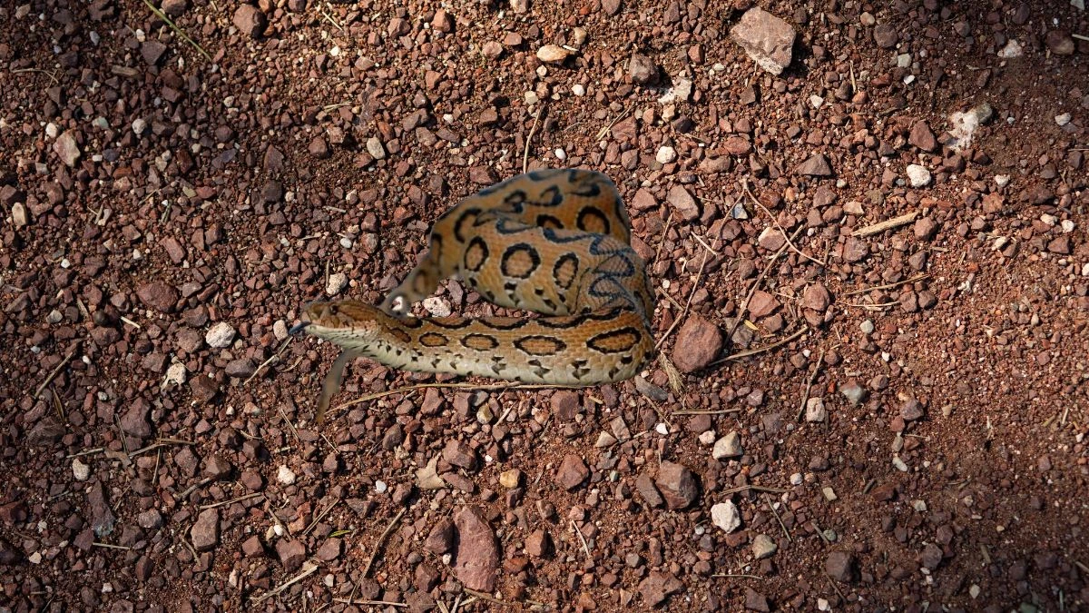 Fast, Venomous, Fatal Meet the World's Deadliest Snakes