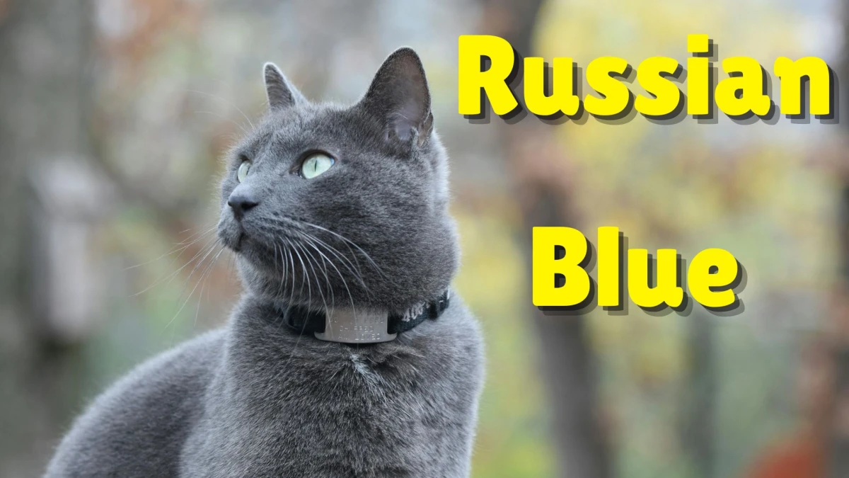 Premium Cats: Top 10 Most Expensive Cat Breeds in the World