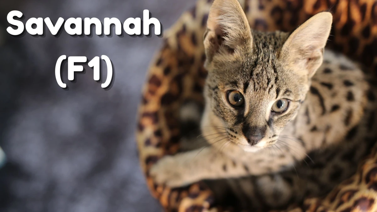 Premium Cats: Top 10 Most Expensive Cat Breeds in the World