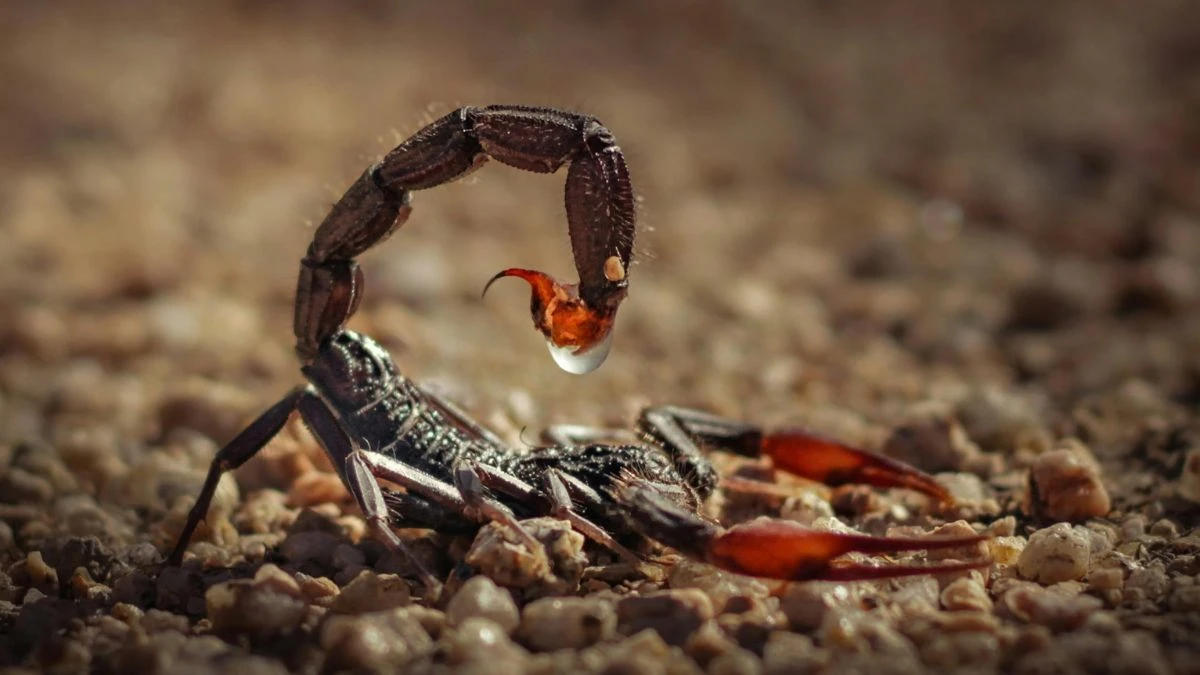 Top 5 Killer Creatures: The Deadliest Animals in the World
