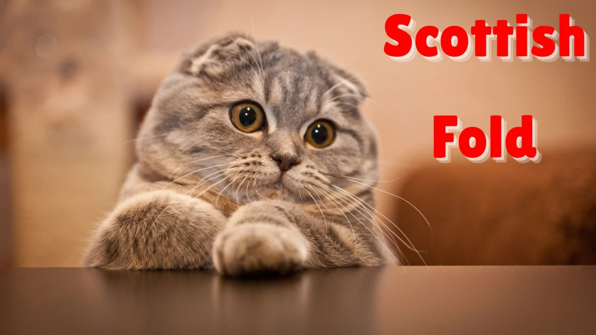 Premium Cats: Top 10 Most Expensive Cat Breeds in the World