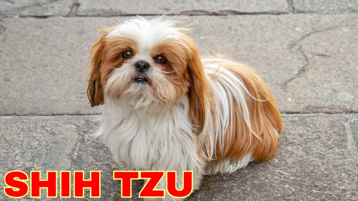 Top 10 Small Dog Breeds to Know About