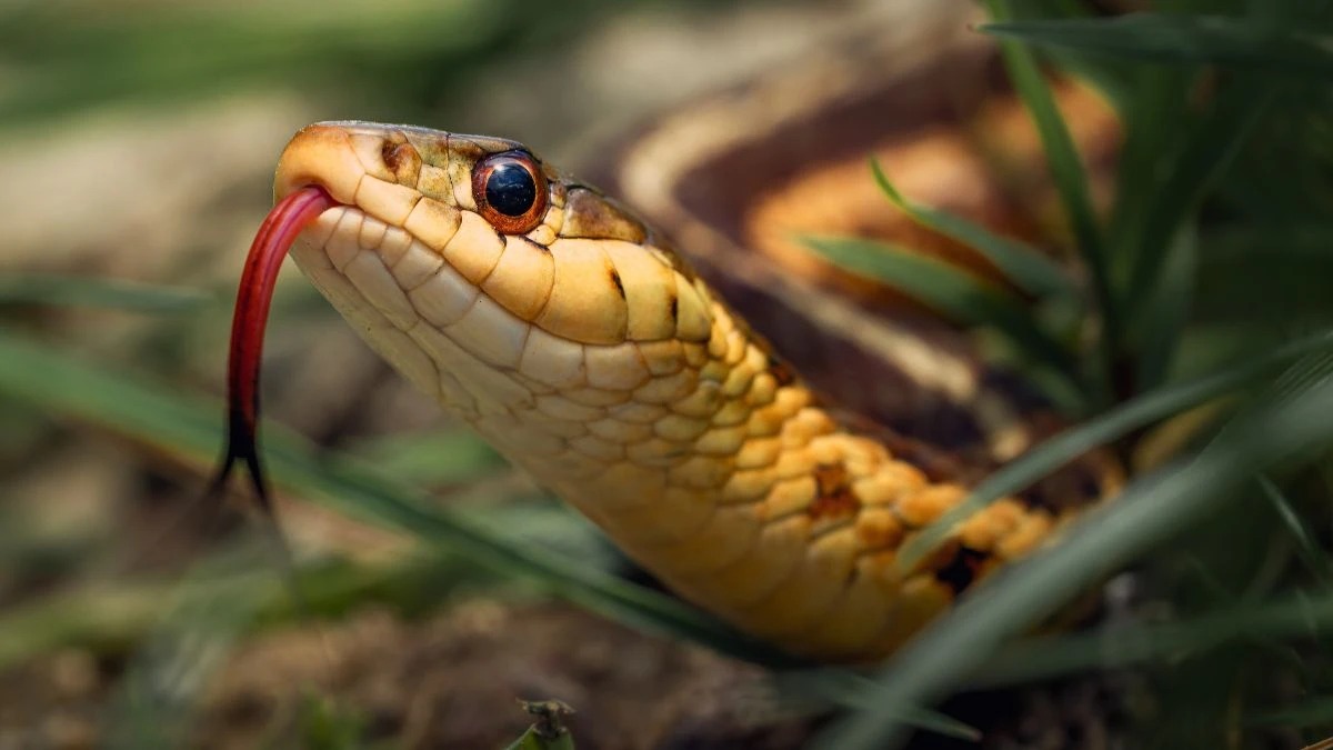 Top 5 Killer Creatures: The Deadliest Animals in the World