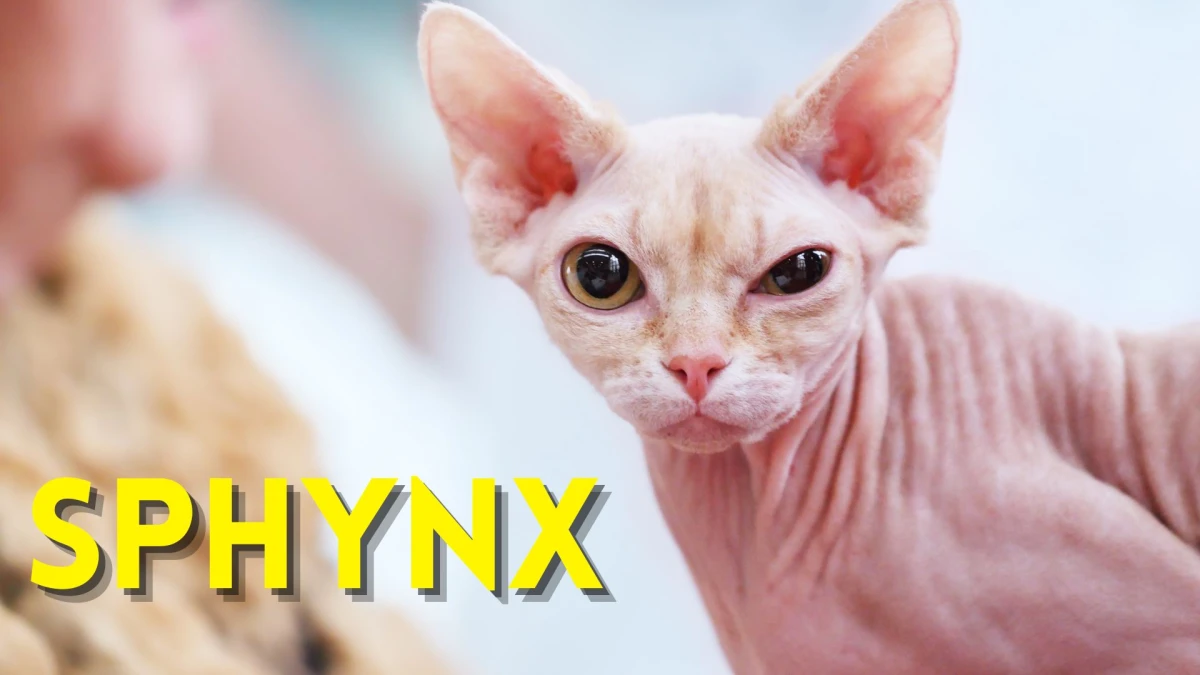 Premium Cats: Top 10 Most Expensive Cat Breeds in the World