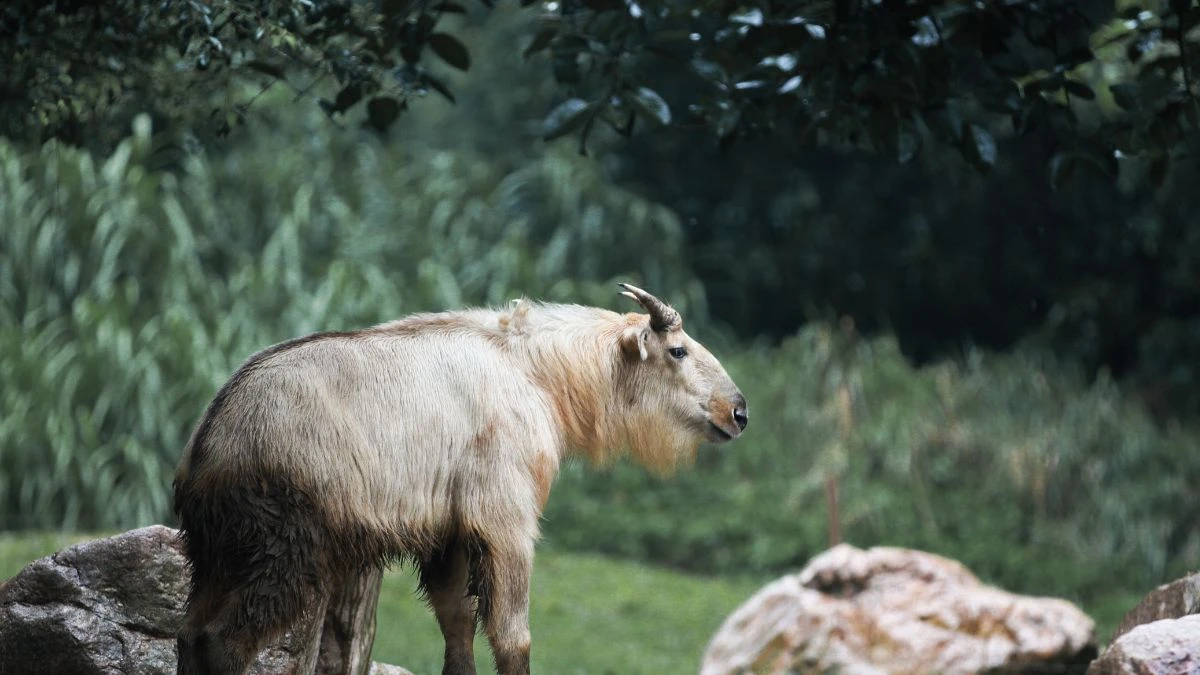 List of National Animals of Countries