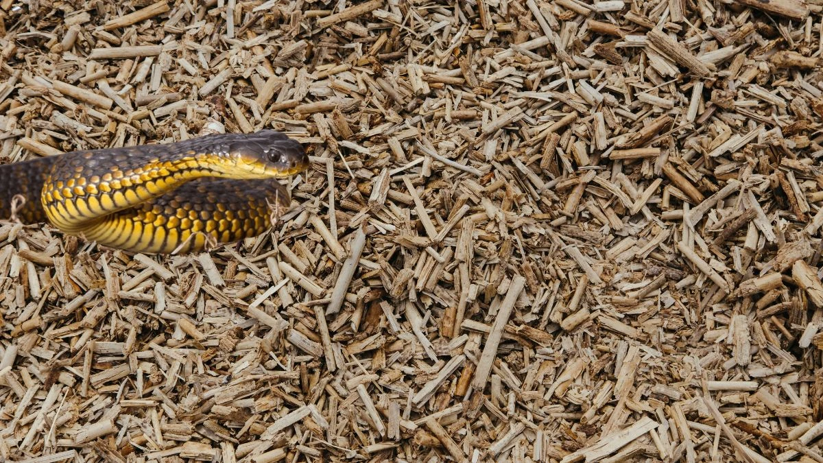 Fast, Venomous, Fatal Meet the World's Deadliest Snakes