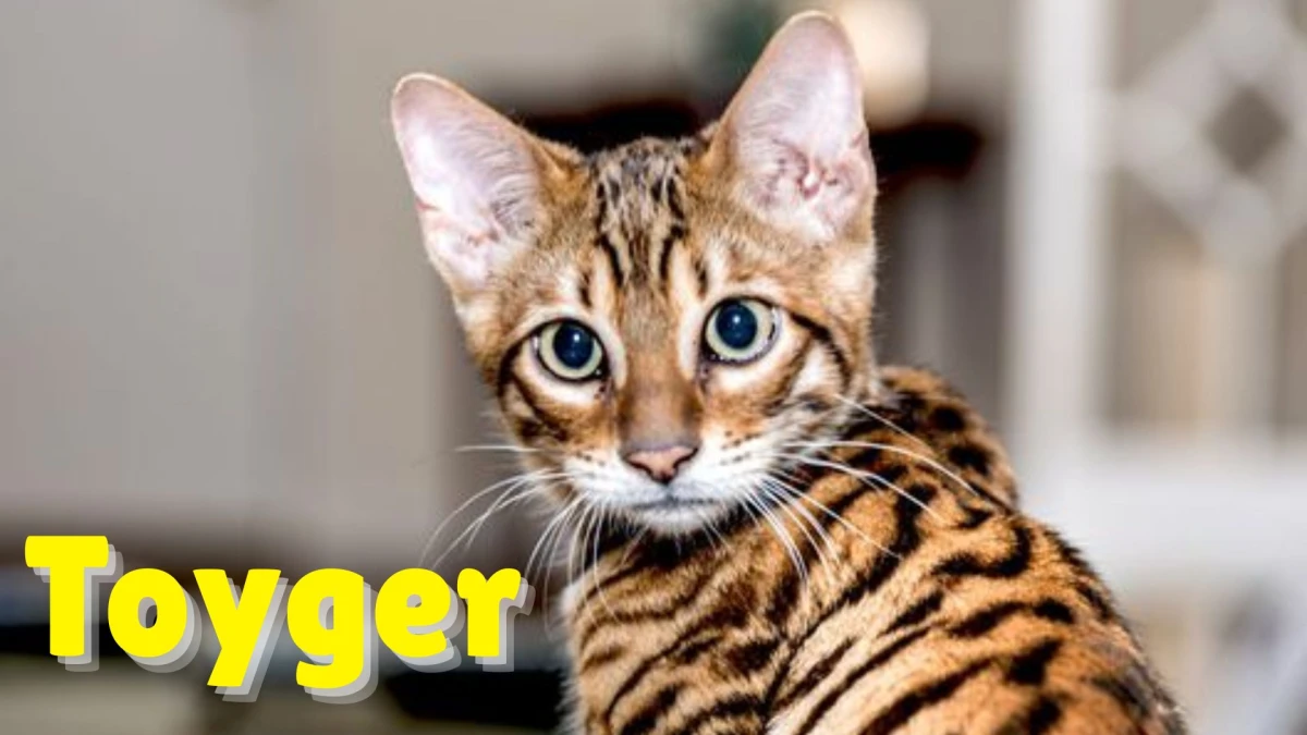 Premium Cats: Top 10 Most Expensive Cat Breeds in the World