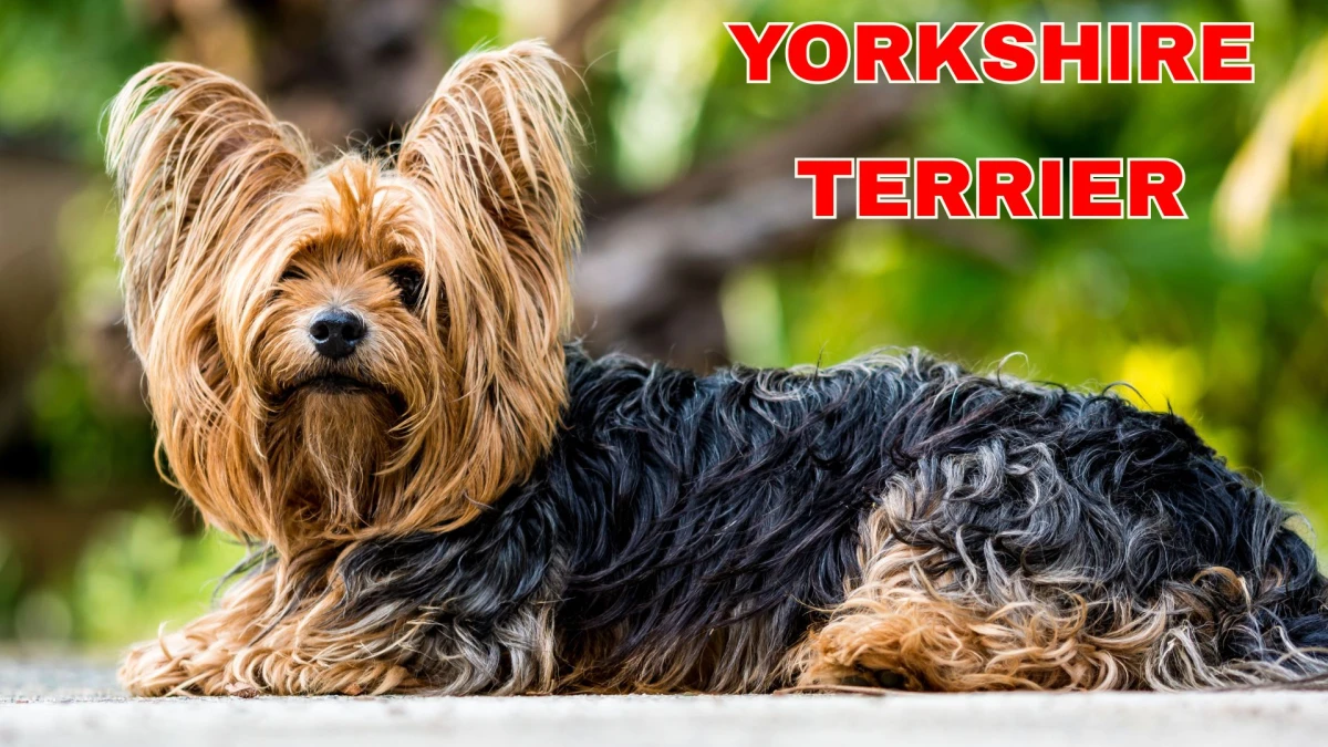 Top 10 Small Dog Breeds to Know About