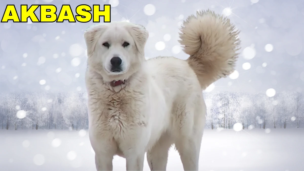 Top 10 Guard Dog Breeds: Fierce Defenders and Loyal Companions