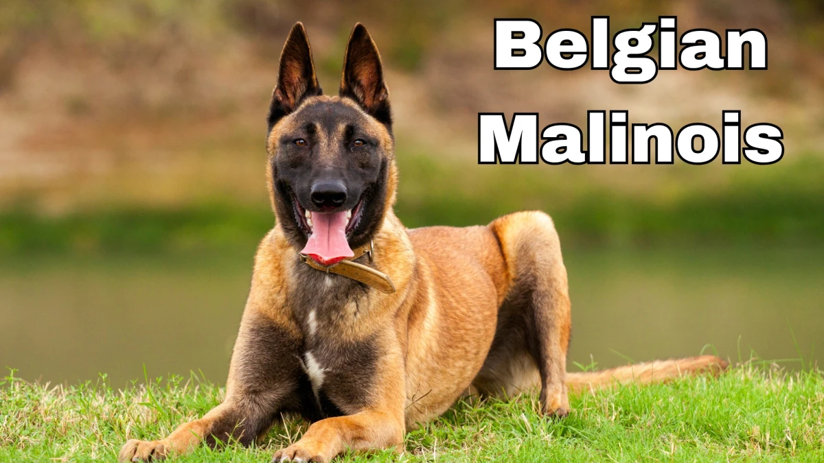 Top 10 Guard Dog Breeds: Fierce Defenders and Loyal Companions