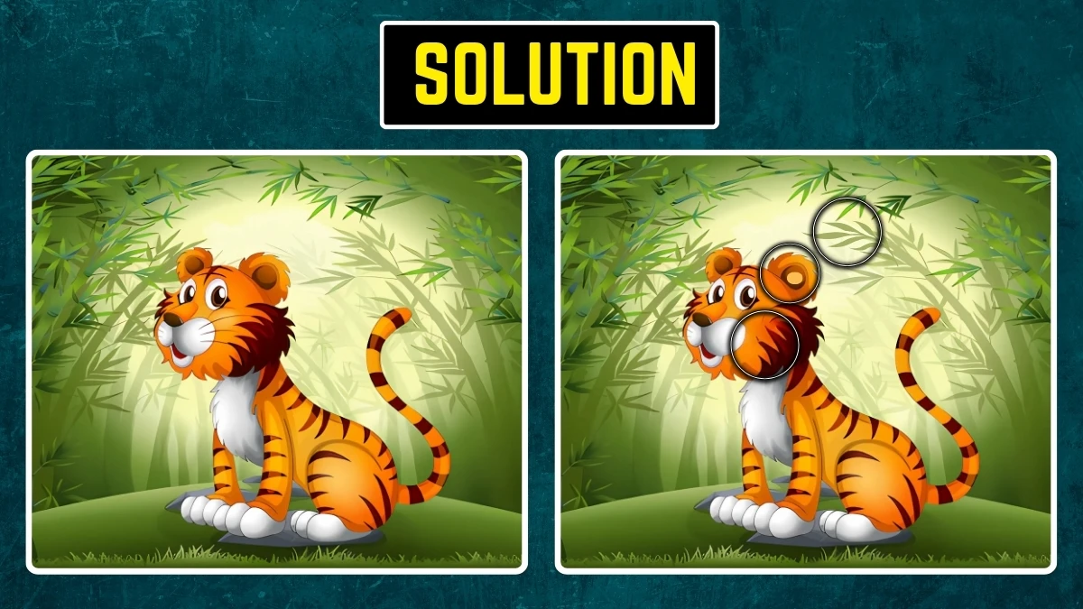 Brain Teaser: Within 8 Seconds Spot the 3 Differences in the Tiger Pictures