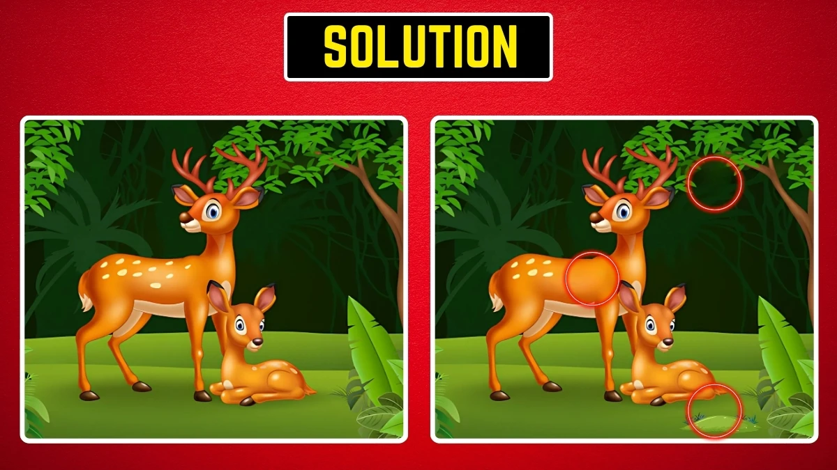 Brain Teaser: Within 9 Seconds Spot the 3 Differences in the Deer Pictures