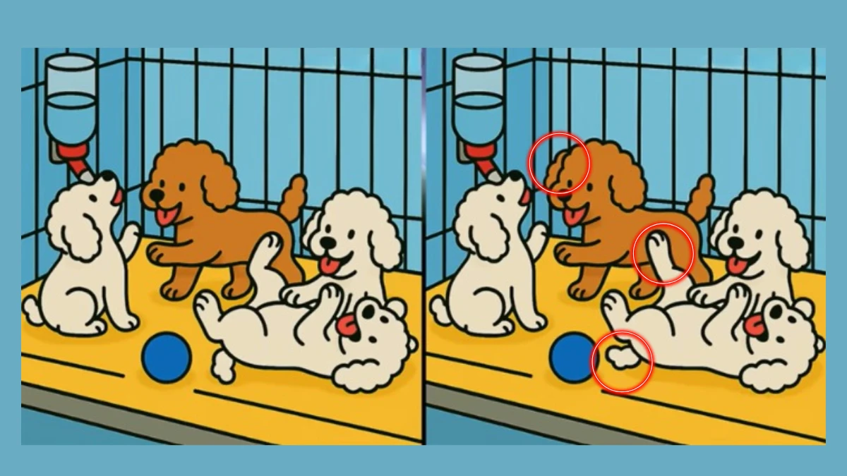 Brain Teaser: Within 9 Seconds Spot the 3 Differences in the Dogs Pictures