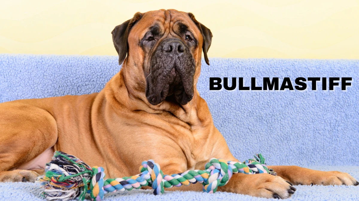 Top 10 Guard Dog Breeds: Fierce Defenders and Loyal Companions
