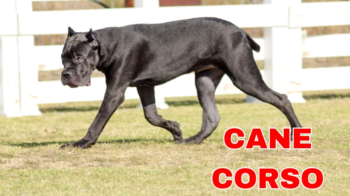Top 10 Guard Dog Breeds: Fierce Defenders and Loyal Companions