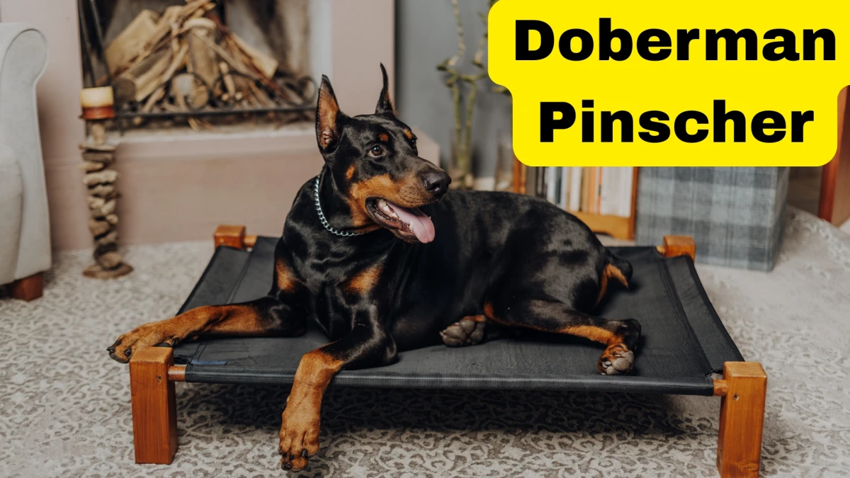 Top 10 Guard Dog Breeds: Fierce Defenders and Loyal Companions