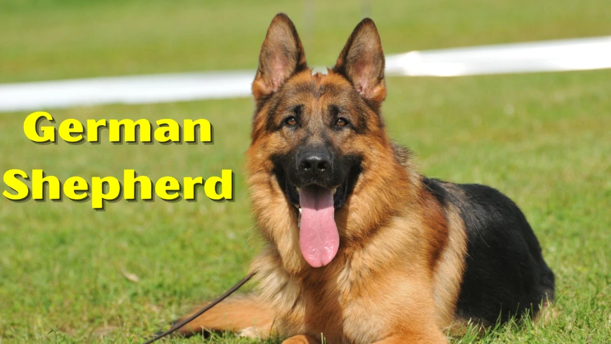 Top 10 Guard Dog Breeds: Fierce Defenders and Loyal Companions