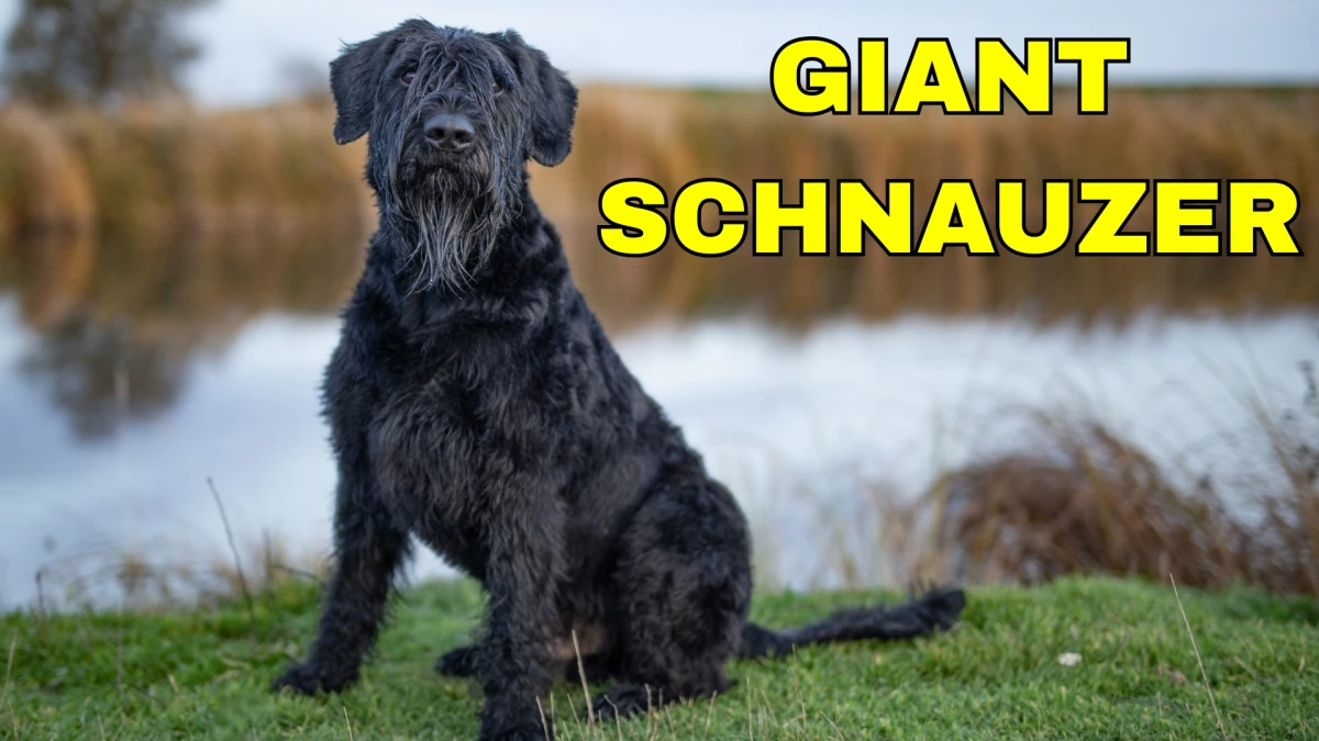 Top 10 Guard Dog Breeds: Fierce Defenders and Loyal Companions