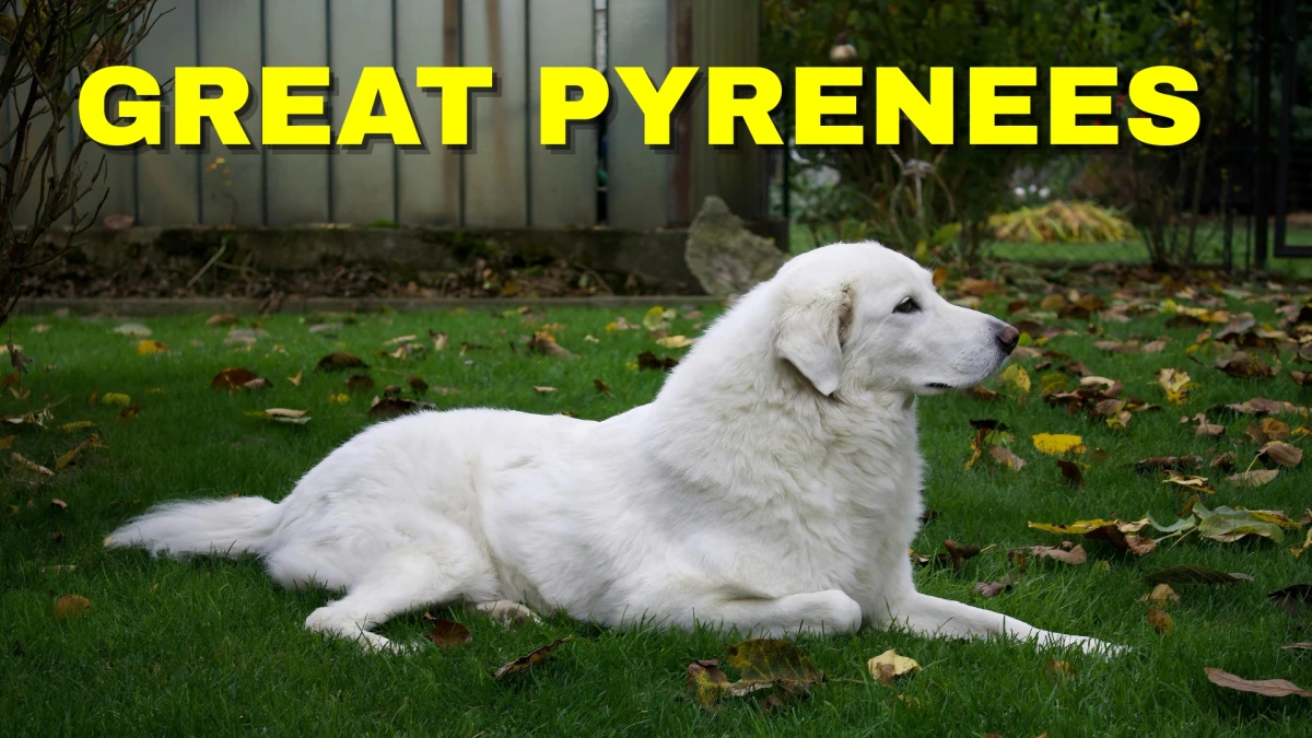 Top 10 Guard Dog Breeds: Fierce Defenders and Loyal Companions