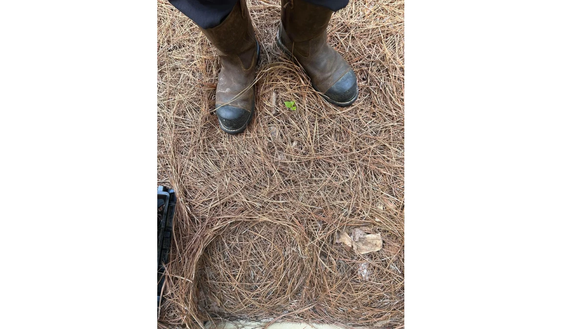 Observation Skills Test: Within 7 Seconds Spot The hidden Snake in this Image